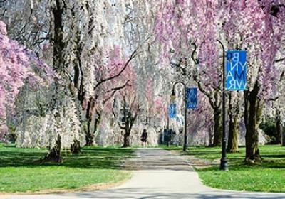 Cherry blossoms